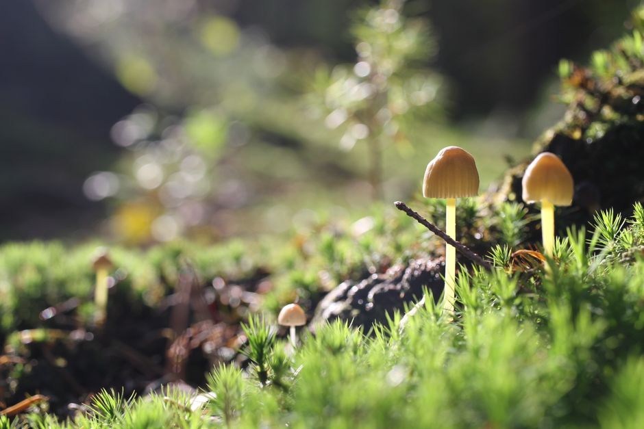 Luxe gordijnen, knusse herfst tafereel binnen. Luxe gordijnen, knusse herfst tafereel binnen.